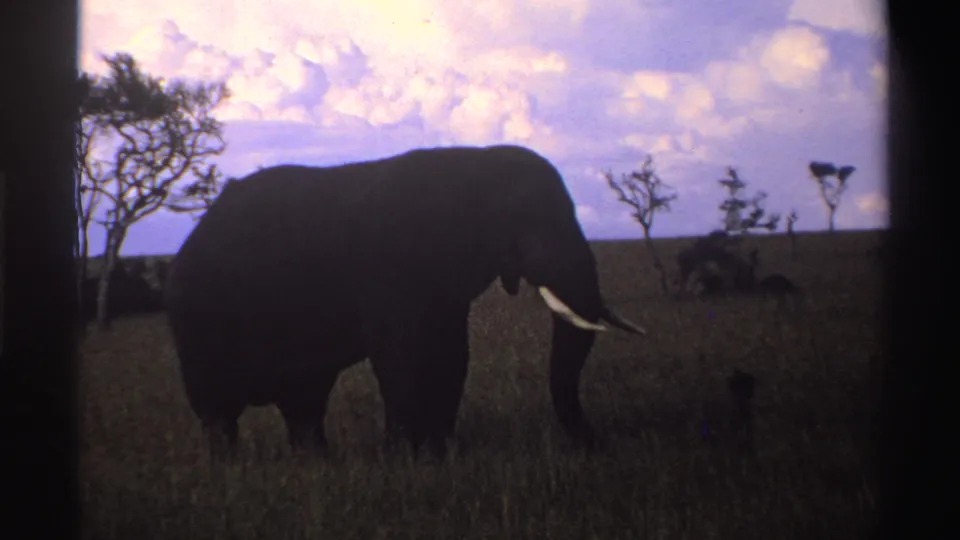 1969 Nigeria 8mm frame showing a large elephant in side view, silhouetted against a pale sky over open grassland.