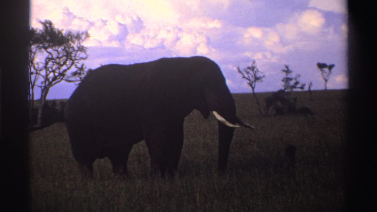Silhouetted elephant with tusks standing in tall grass beneath a blue and pink clouded sky.