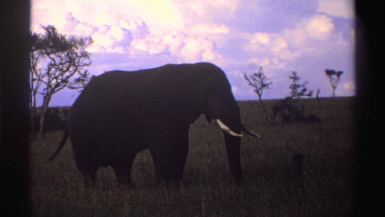 A tusked elephant remains nearly still in profile on the Nigerian savanna, seen through soft 8mm color and dark frame edges.