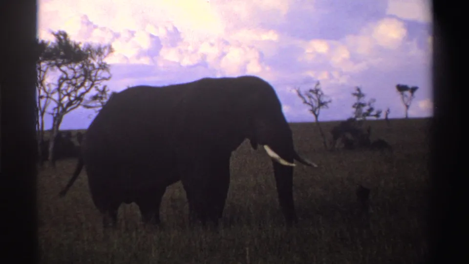 A tusked elephant remains nearly still in profile on the Nigerian savanna, seen through soft 8mm color and dark frame edges.