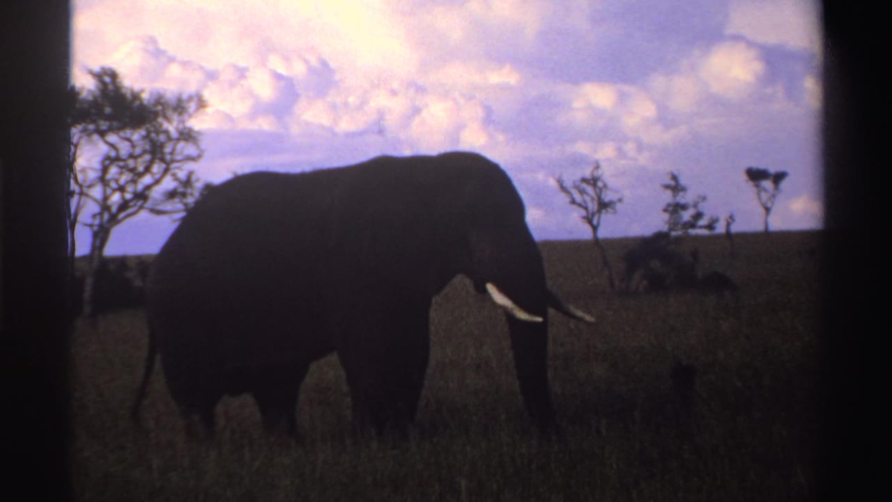 The elephant fills much of the frame as a dark silhouette, with tusks picked out against the grass and sky in 1969 Nigeria footage.