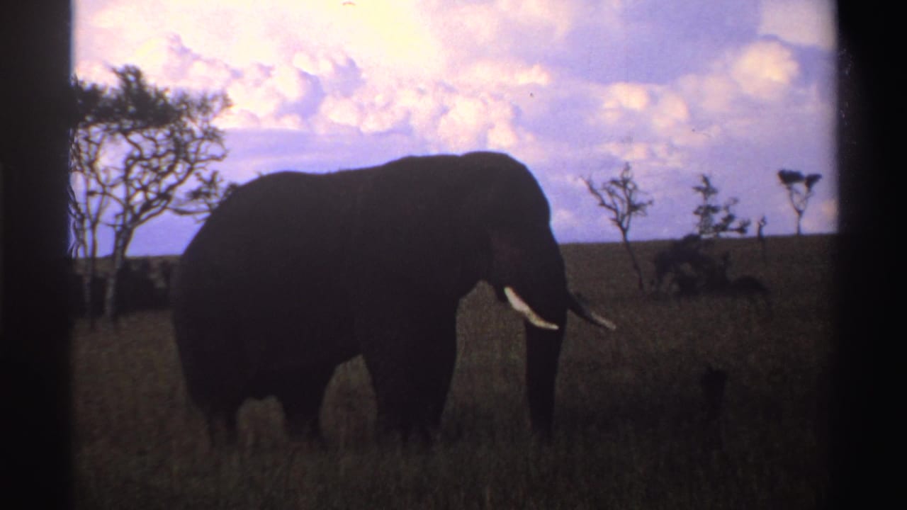 A silhouetted African elephant stands in profile on open Nigerian grassland, framed by sparse trees and a pink-blue sky.