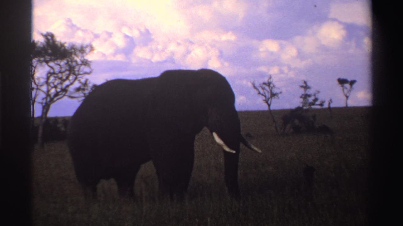 Silhouetted elephant standing in tall grass under a pink-purple sky.