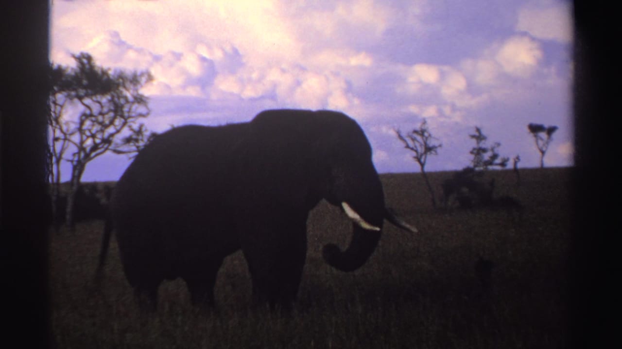 Elephant silhouette with trunk lifted slightly in an open grassy landscape.