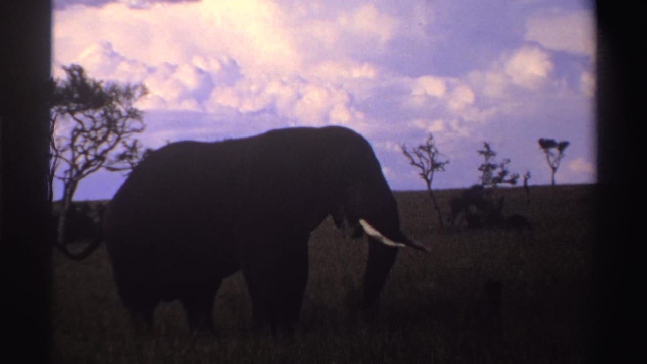 1969 Nigeria 8mm frame showing the elephant moving through tall grass, partly cropped by the handheld framing.