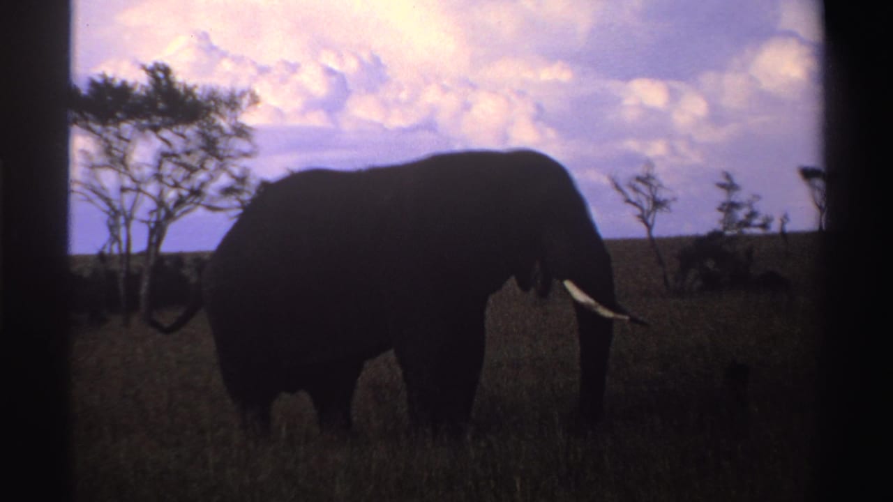 1969 Nigeria 8mm frame of a silhouetted elephant crossing tall grass, with tusks visible against the fading sky.