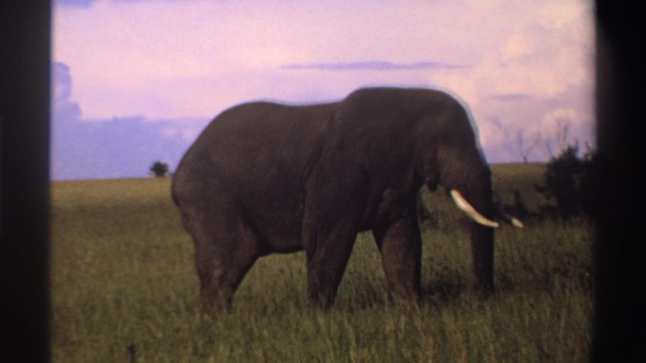 Elephant with long tusks walking through tall grass under a clouded sky.