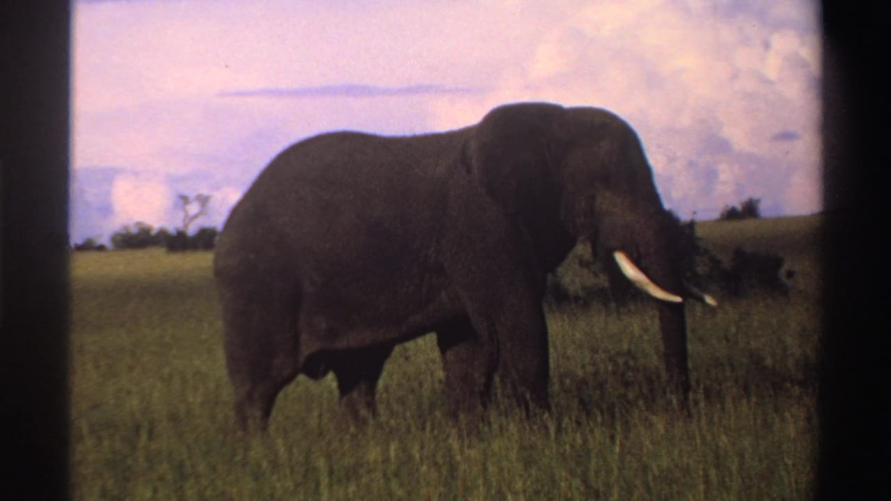 The elephant stands in side profile in the Nigerian savanna, its long white tusks bright against faded 8mm color.