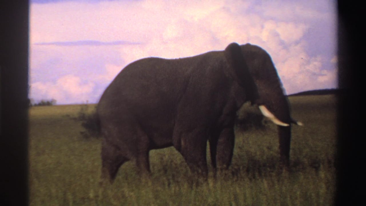 A large tusked elephant appears closer in the frame, partly turned amid Nigerian grassland in 1969 home-movie footage.
