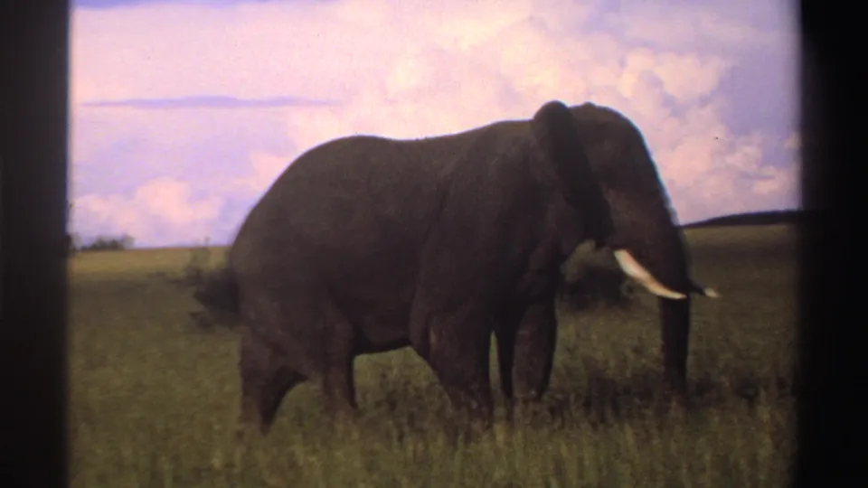 A large tusked elephant appears closer in the frame, partly turned amid Nigerian grassland in 1969 home-movie footage.