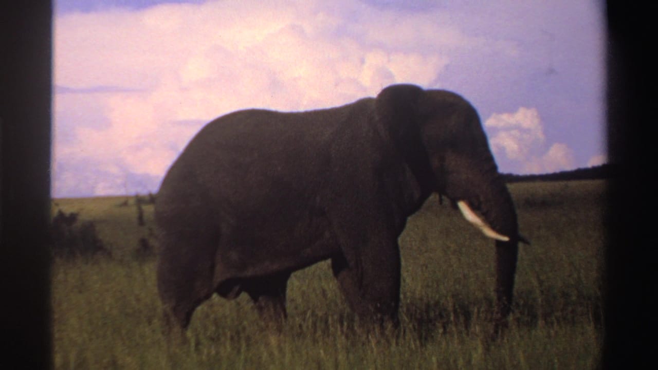 The elephant remains in profile in the open grassland, with one bright tusk and dark gray body visible in faded 8mm color.