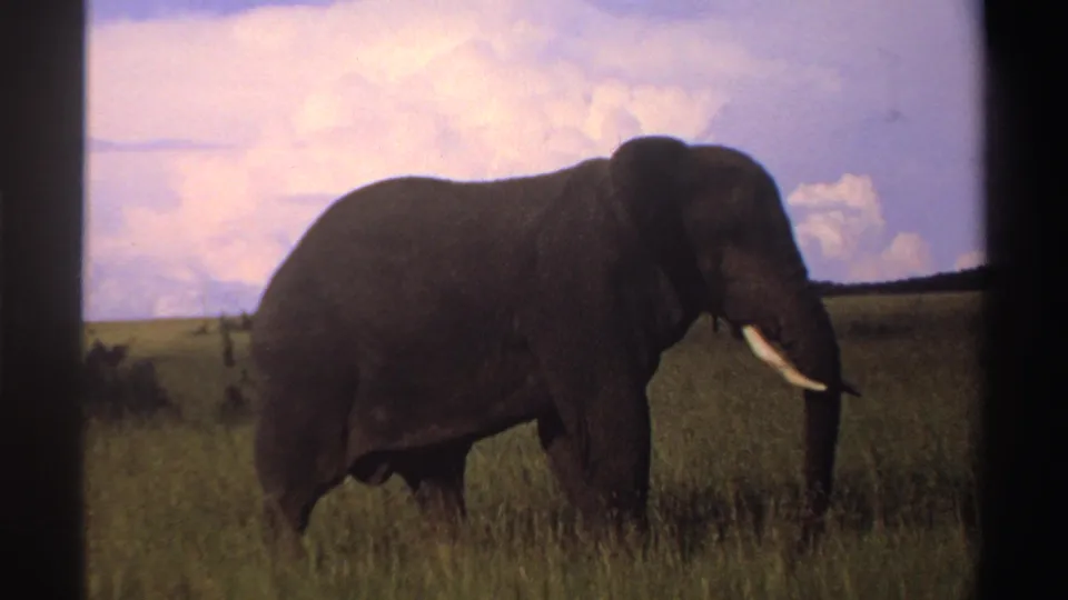 The elephant remains in profile in the open grassland, with one bright tusk and dark gray body visible in faded 8mm color.