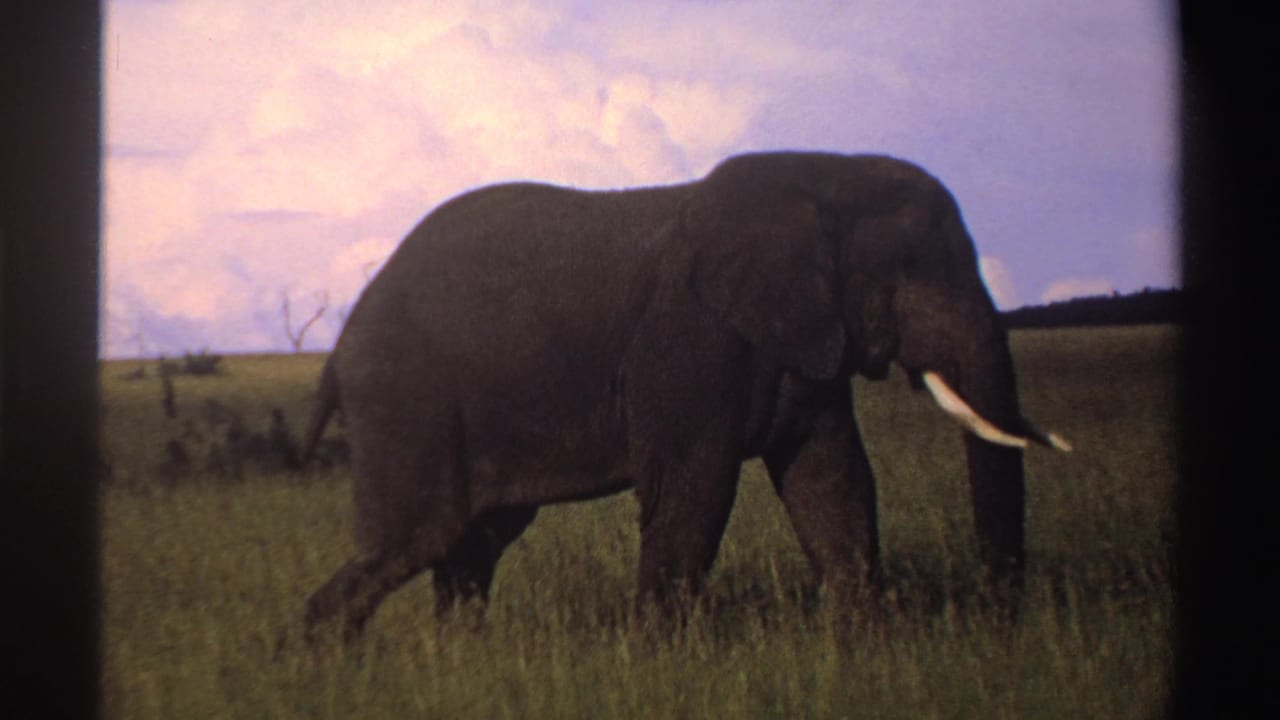 Tusked elephant walking through tall grass under a cloudy sky.
