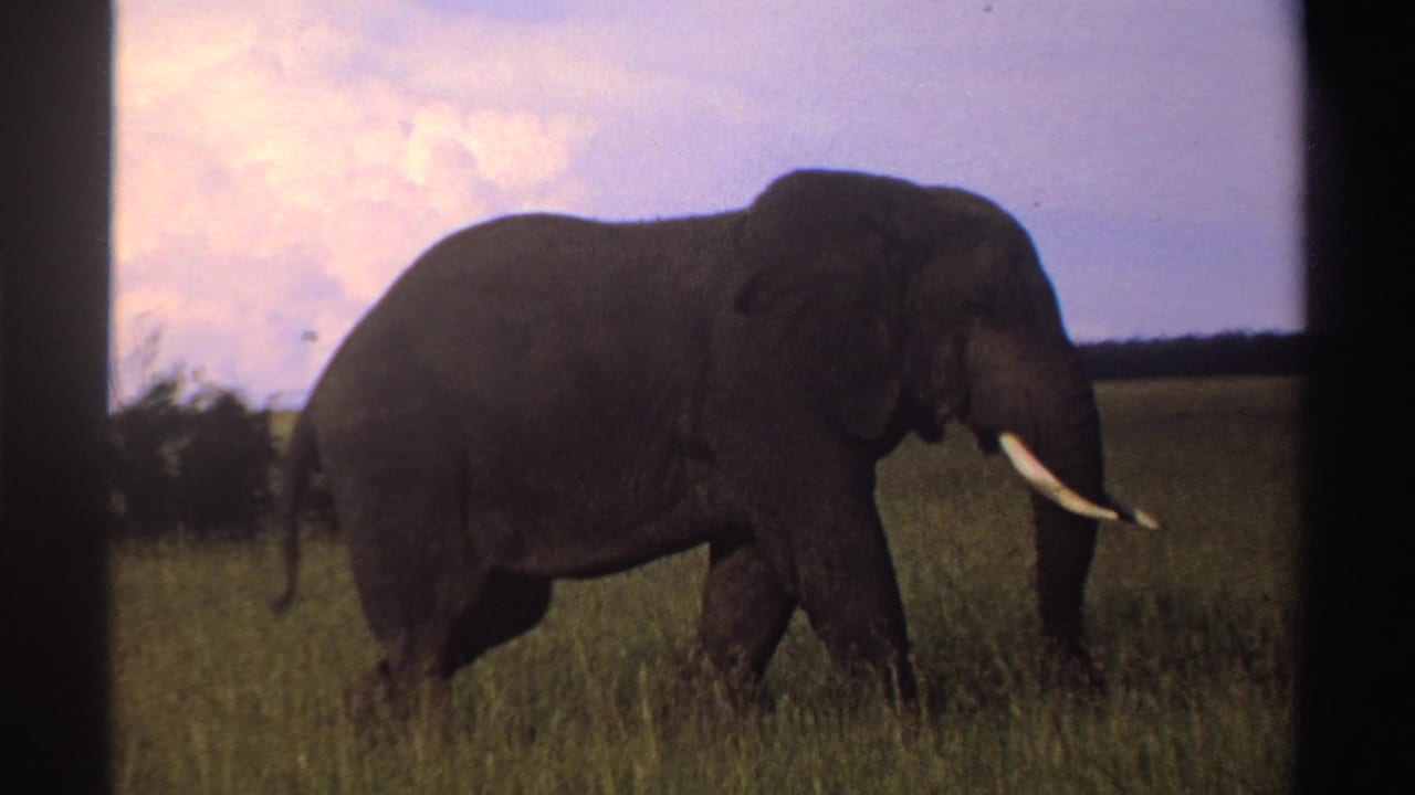The elephant remains in profile as it crosses the grassy Nigerian landscape in a 1969 8mm home-movie frame.