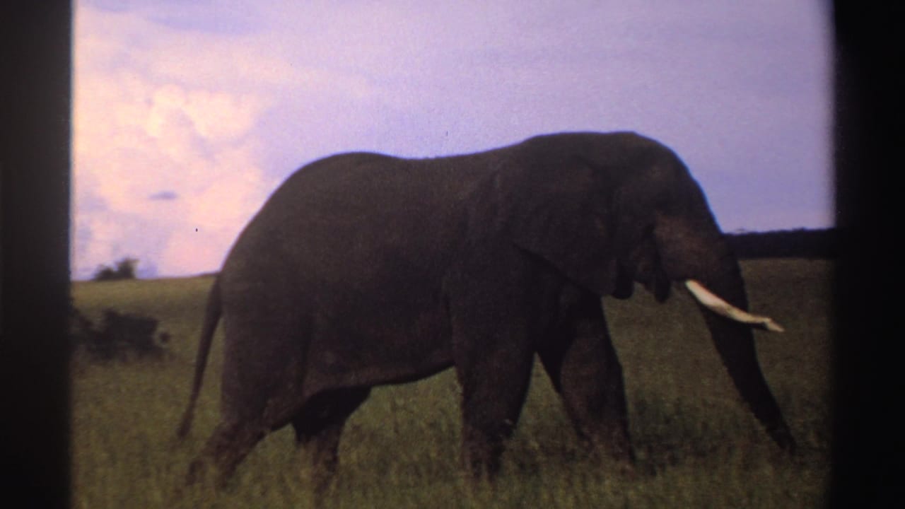 A closer 1969 Nigeria 8mm frame shows the tusked elephant moving steadily through tall savanna grass.