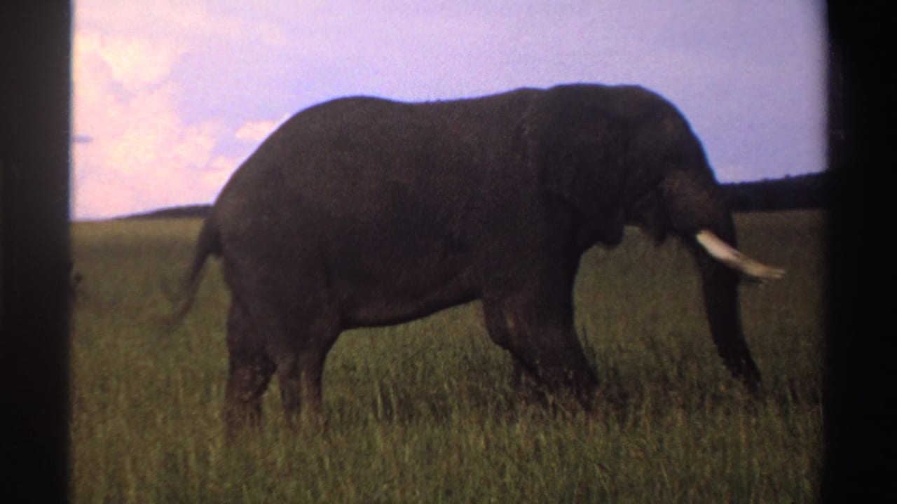 Near the end of the 1969 Nigeria clip, the elephant moves toward the right edge of the 8mm frame.