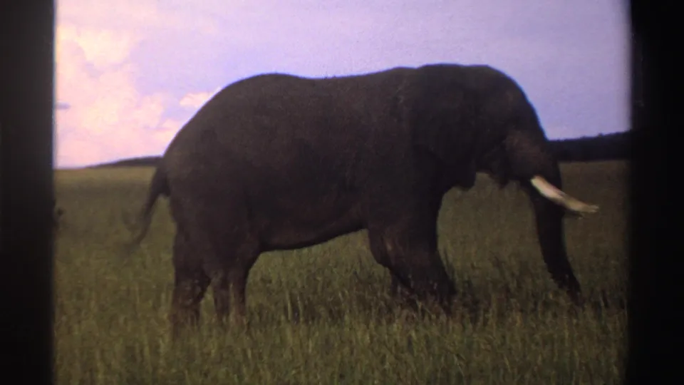 Near the end of the 1969 Nigeria clip, the elephant moves toward the right edge of the 8mm frame.