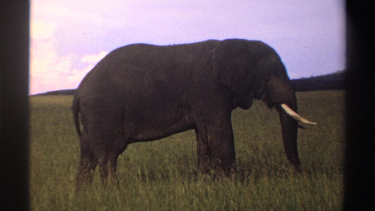 1969 Nigeria 8mm frame showing a tusked elephant in profile in tall grass, with dark film borders visible.