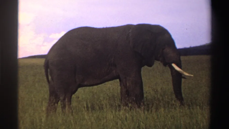 1969 Nigeria 8mm frame showing a tusked elephant in profile in tall grass, with dark film borders visible.