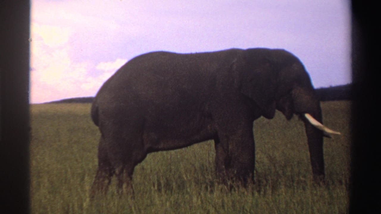 1969 Nigeria 8mm frame of a tusked elephant seen side-on in open grassland beneath a bright sky.