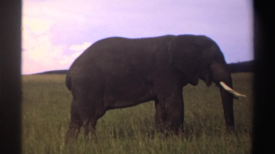 1969 Nigeria 8mm frame of a tusked elephant seen side-on in open grassland beneath a bright sky.