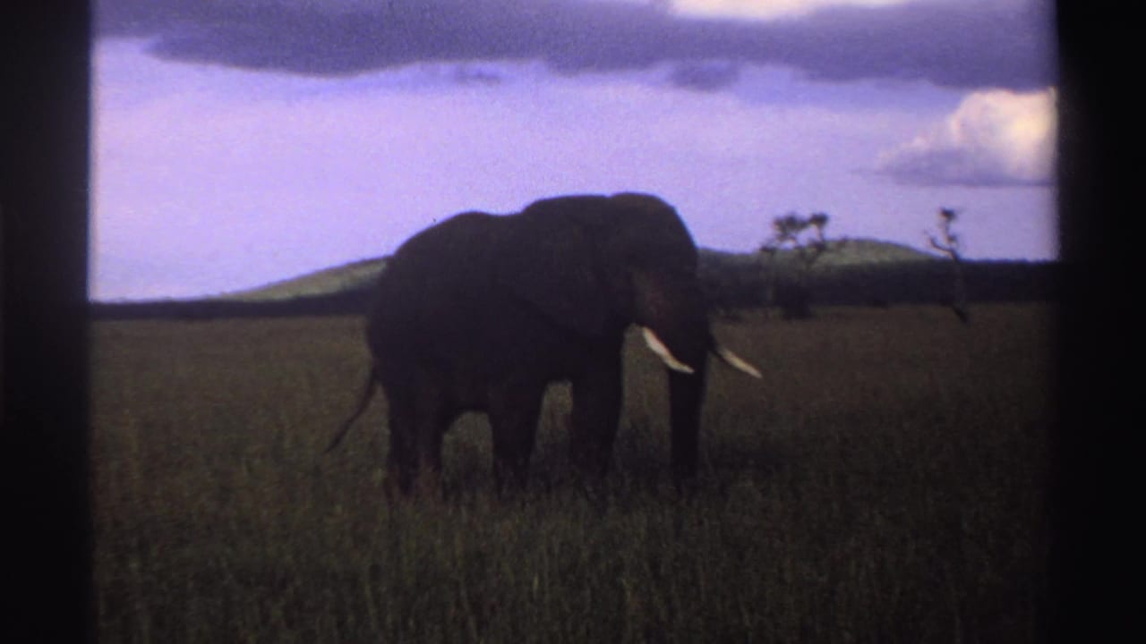 1969 Nigeria 8mm frame showing a tusked elephant in tall grass, with low hills and cloudy sky behind it.