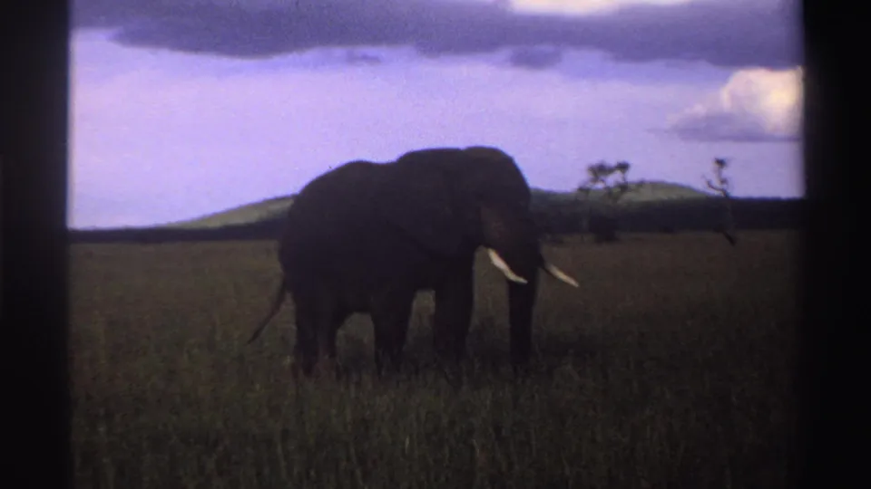 1969 Nigeria 8mm frame showing a tusked elephant in tall grass, with low hills and cloudy sky behind it.