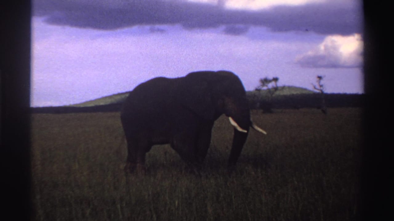 Tusked elephant walking through tall grass beneath blue sky and clouds.