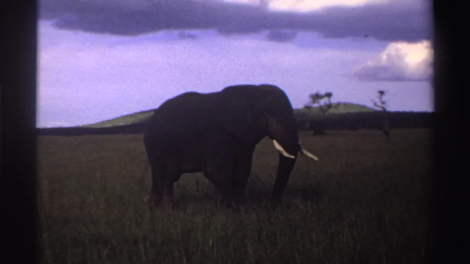 1969 Nigeria 8mm frame showing a tusked African elephant in tall savanna grass with low hills and clouds behind it.