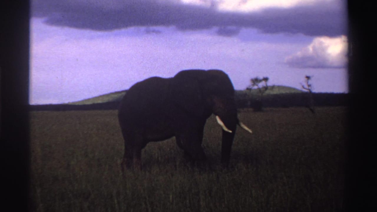 1969 Nigeria 8mm frame with the elephant in side profile, its tusks visible against tall grass and a bright horizon.