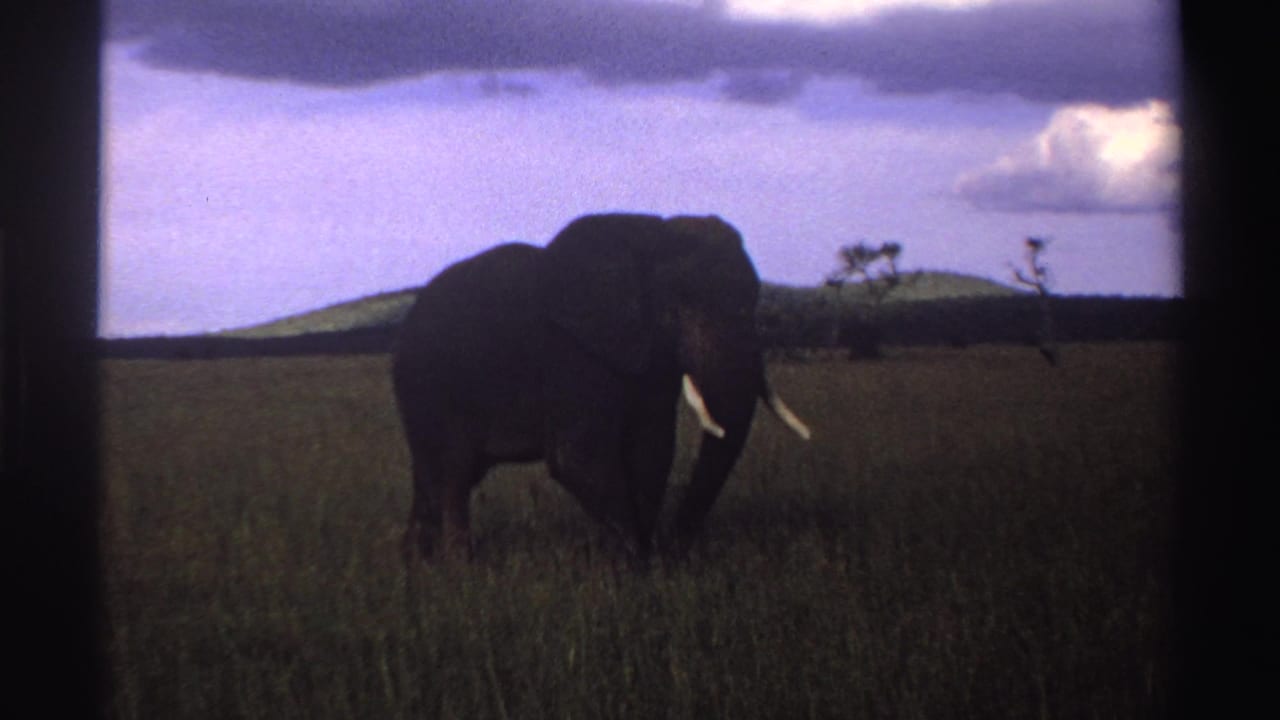 1969 Nigeria 8mm frame showing the elephant nearer the center of the frame, with tusks bright against the dark grass.