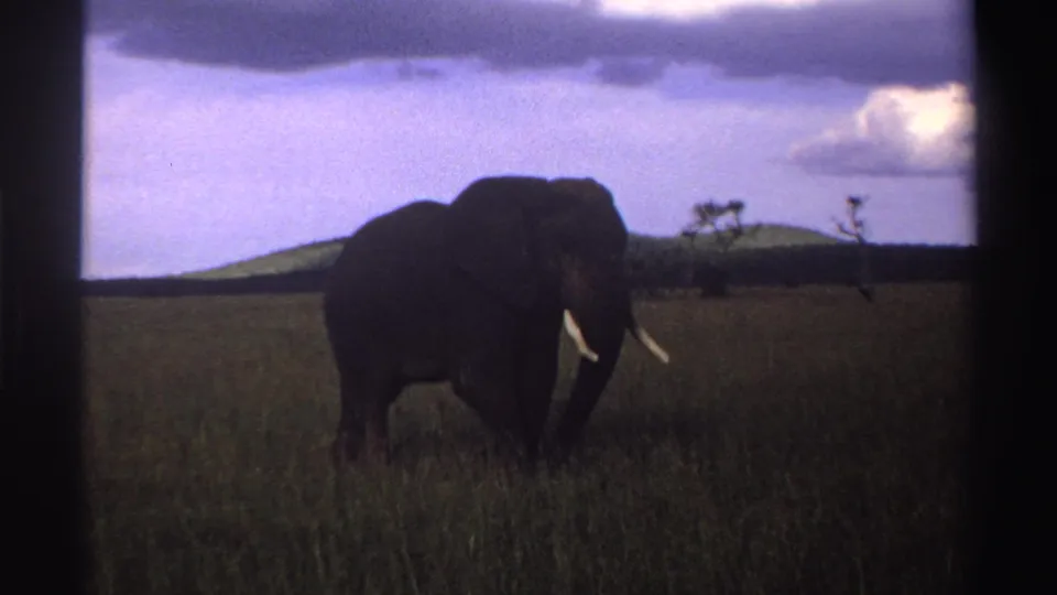 1969 Nigeria 8mm frame showing the elephant nearer the center of the frame, with tusks bright against the dark grass.