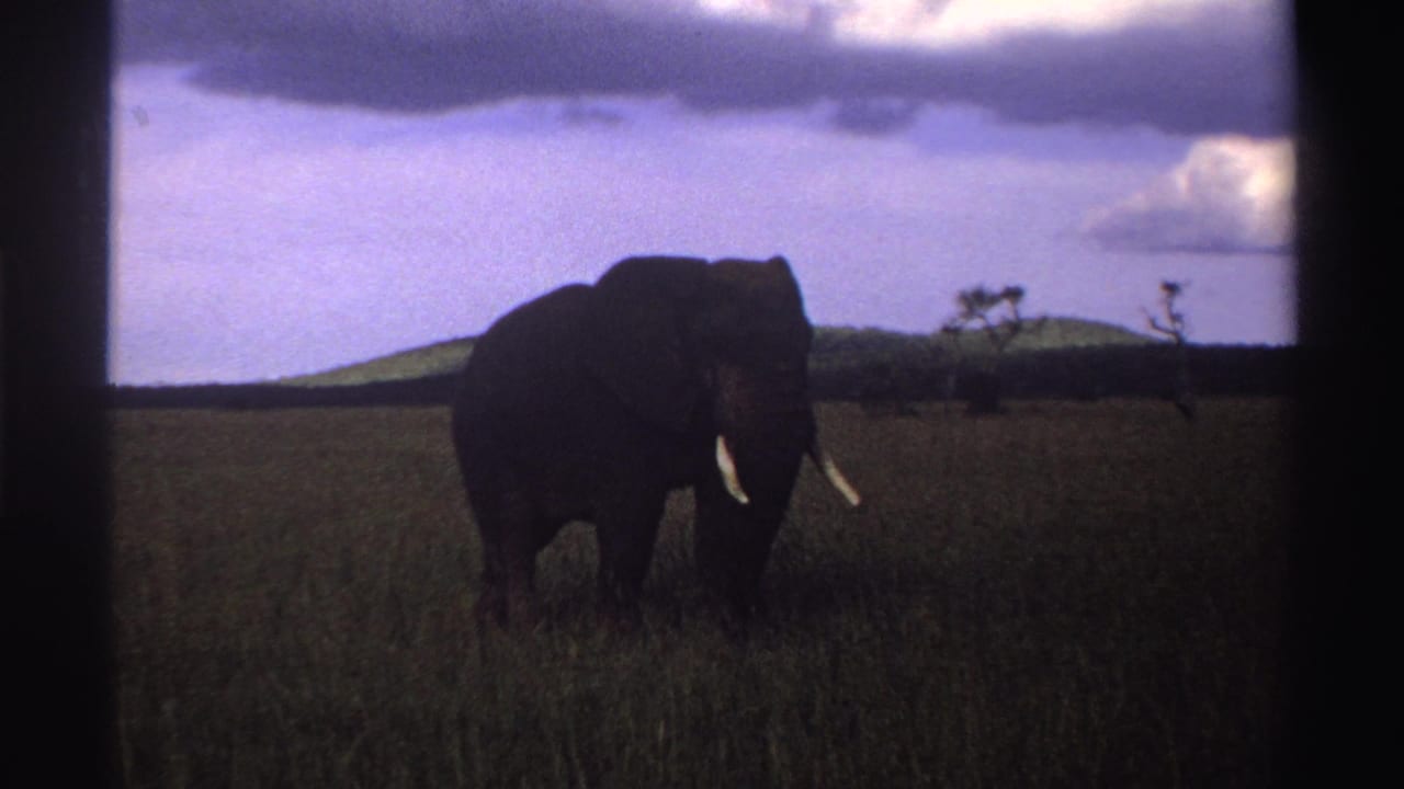 1969 Nigeria 8mm frame showing the elephant nearly front-facing in tall grass, with tusks, low hills, and clouds visible.