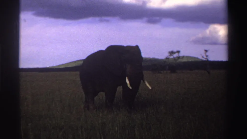 1969 Nigeria 8mm frame showing the elephant nearly front-facing in tall grass, with tusks, low hills, and clouds visible.