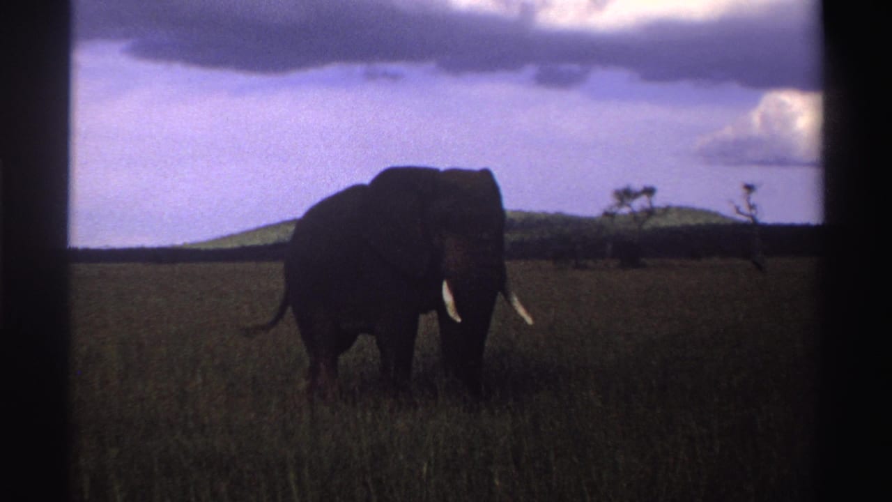Tusked elephant standing in tall grass beneath a cloudy sky.