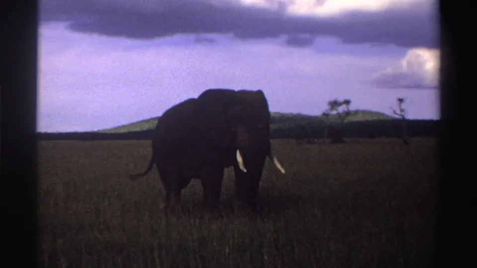 1969 Nigeria 8mm frame showing a tusked elephant in tall savanna grass with low hills and a cloudy purple sky behind it.