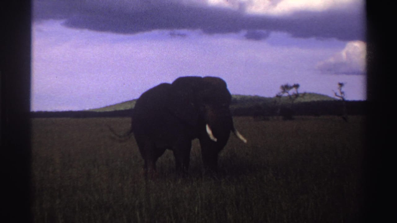 1969 Nigeria 8mm frame of an elephant grazing in open savanna, silhouetted against low hills, sparse trees, and a cloudy sky.