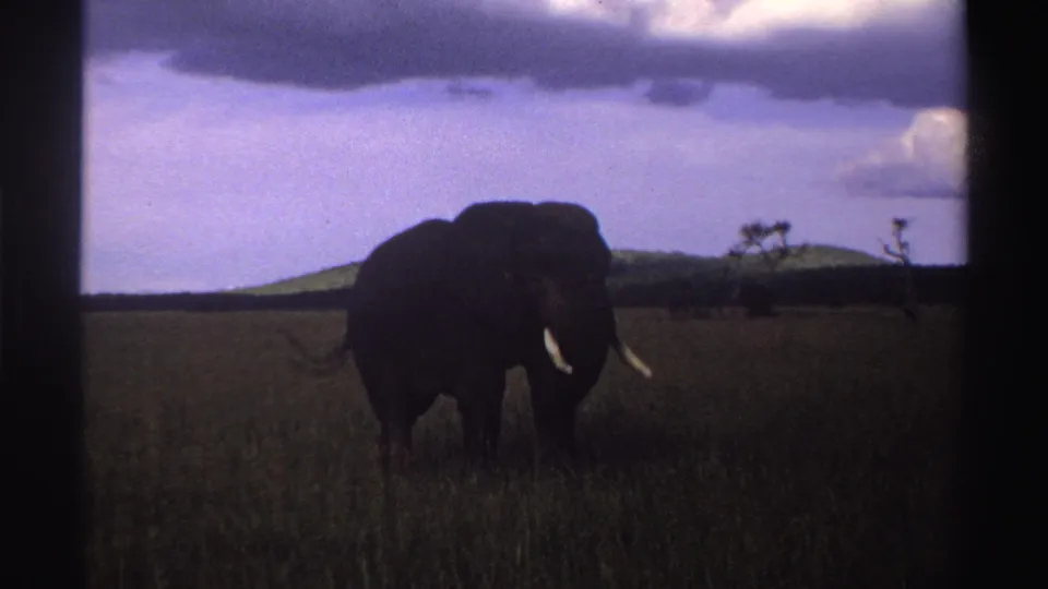 1969 Nigeria 8mm frame of an elephant grazing in open savanna, silhouetted against low hills, sparse trees, and a cloudy sky.