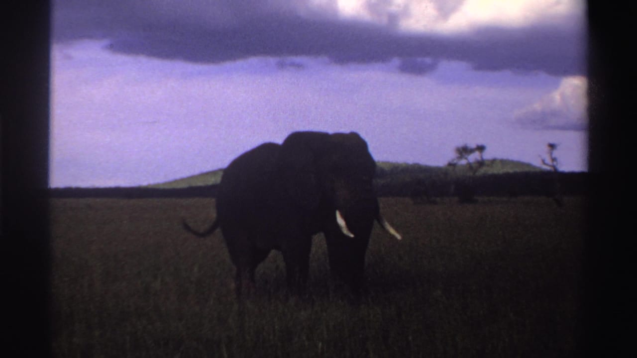1969 Nigeria 8mm frame showing the elephant darker in exposure, with tusks visible amid tall grass and distant trees.