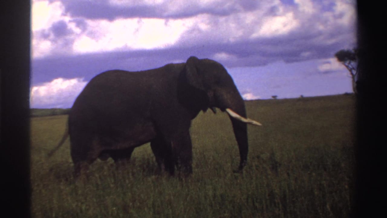 1969 Nigeria 8mm frame with a clearer side view of a tusked elephant walking through tall grass beneath a cloud-filled sky.