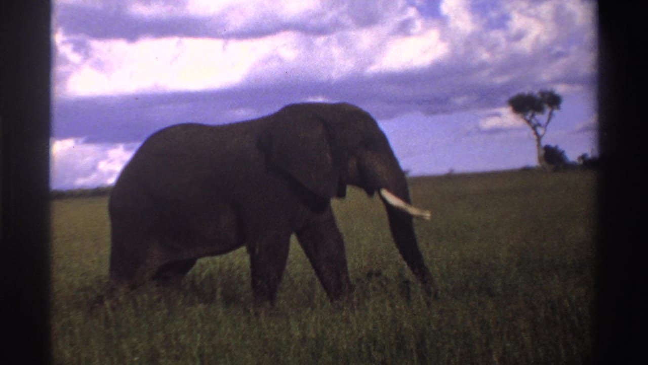 Tusked elephant walking left to right through tall grass under cloudy sky.
