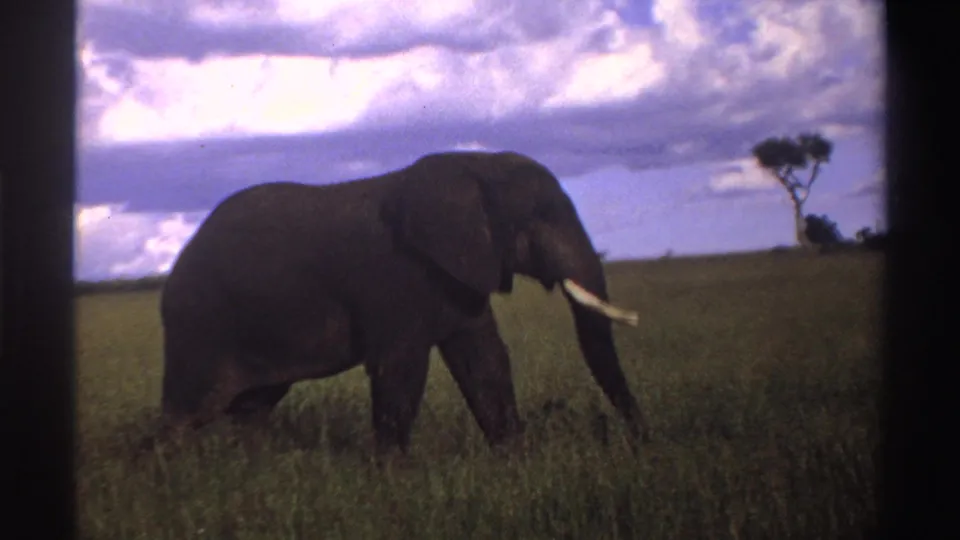 In Nigeria, 1969, a tusked elephant walks through savanna grass beneath a dramatic clouded sky on 8mm film.