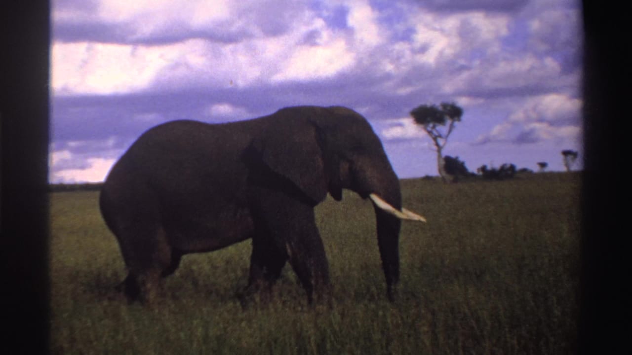 A 1969 Nigerian savanna view shows an elephant in profile, its ivory tusks visible as it walks through tall grass.