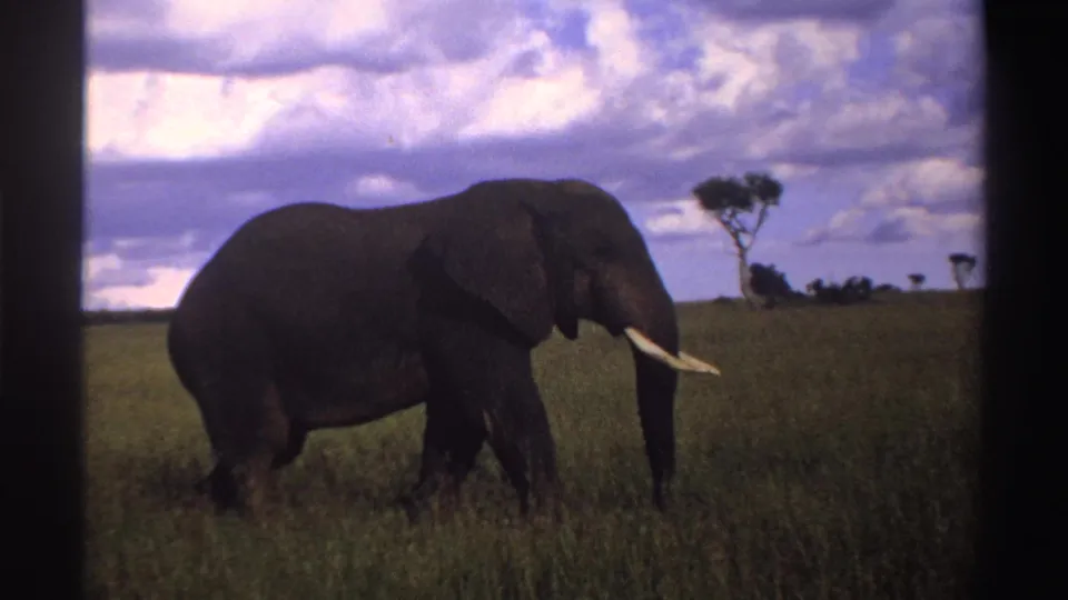 A 1969 Nigerian savanna view shows an elephant in profile, its ivory tusks visible as it walks through tall grass.