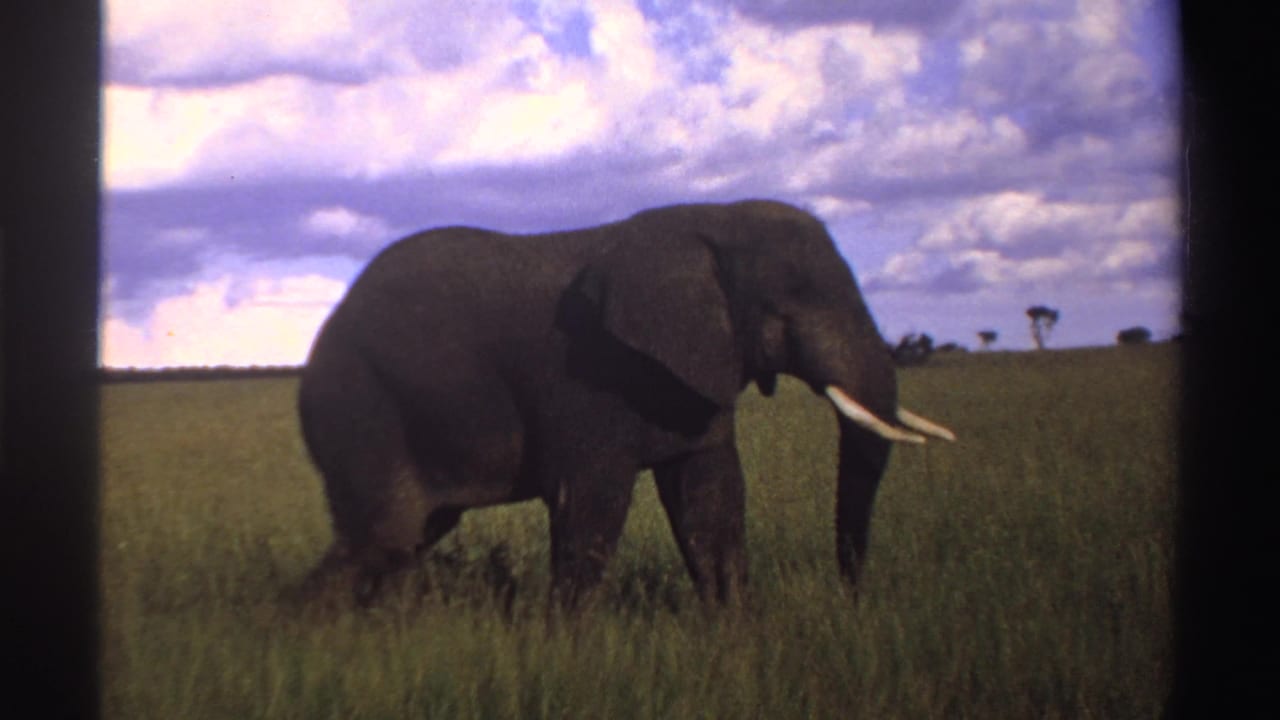 The elephant appears closer in the 8mm frame, walking through Nigerian grassland with tusks, trunk, and broad ear visible.