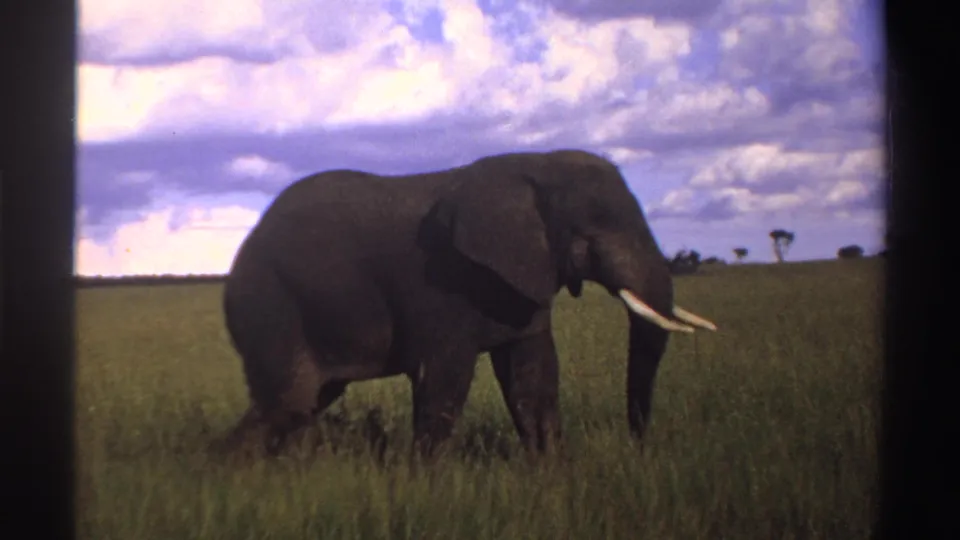 The elephant appears closer in the 8mm frame, walking through Nigerian grassland with tusks, trunk, and broad ear visible.
