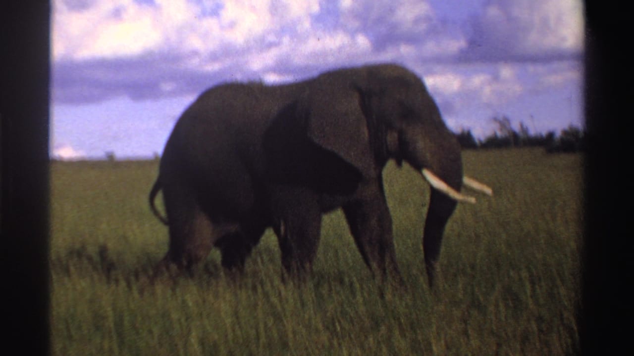 A large elephant walks through tall Nigerian savanna grass, its tusks and tail visible against a cloudy 1969 home-movie frame.