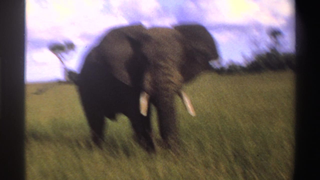 1969 Nigeria 8mm frame of an elephant moving through tall grass, with tusks visible and a bright sky overhead.