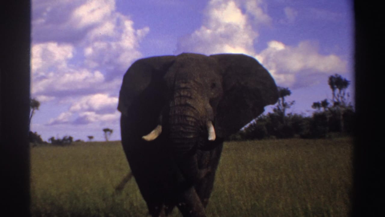 1969 Nigeria 8mm frame showing a front-facing elephant in open grassland, with tusks, clouds, and distant trees visible.