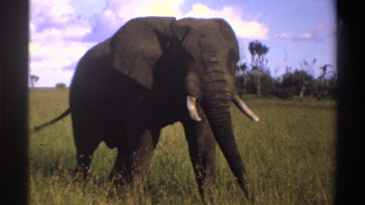 1969 Nigeria 8mm frame of an elephant walking through grass, its tusks and ear visible against distant vegetation.